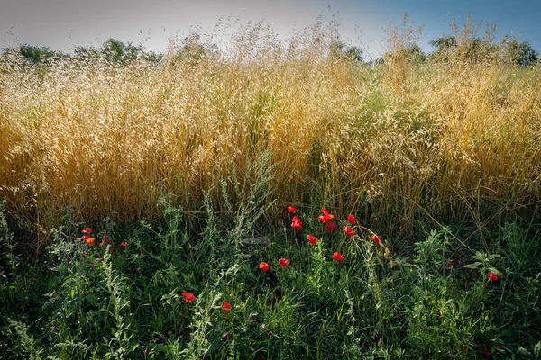 Campo Fiorito Con Papaveri Spighe Tramonto Provincia Latina Nel Lazio — Foto Stock