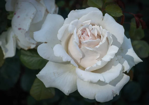 Mago Hermosas Rosas Blancas Sobre Fondo Oscuro — Foto de Stock