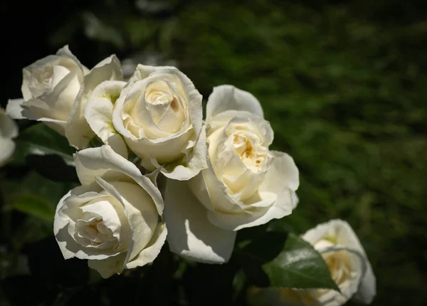 Mago Hermosas Rosas Blancas Sobre Fondo Oscuro — Foto de Stock