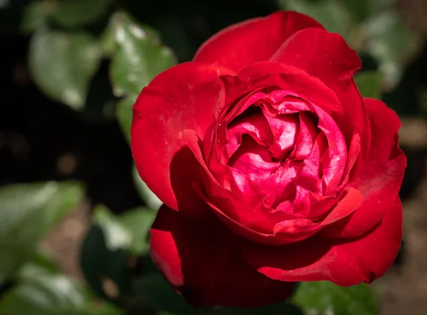 Immagine Grandi Fiori Una Rosa Rossa Con Foglie Verdi Roma — Foto Stock