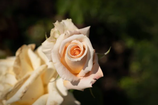 Imagen Una Tierna Rosa Amarillo Rosa Con Hojas Verdes Roma — Foto de Stock