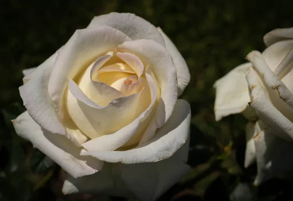 Mago Hermosas Rosas Blancas Sobre Fondo Oscuro — Foto de Stock