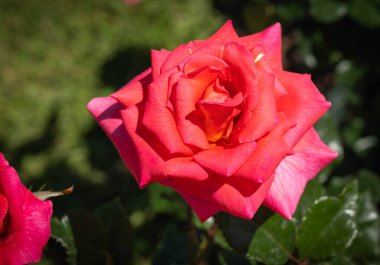 İtalya 'da Roma' da yeşil yapraklı pembe bir gül resmi