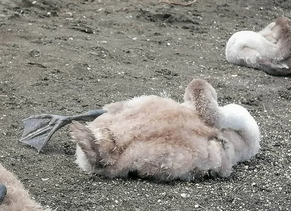 Діти Білого Лебедя Мирно Відпочивають Березі Озера Брачччччччано Італії — стокове фото