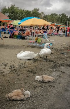 Bracciano, İtalya - 08 Ağustos 2021, Beyaz kuğular ve yavruları İtalya 'daki Bracciano Gölü' ndeki insanların arasında huzur içinde dinleniyorlar.