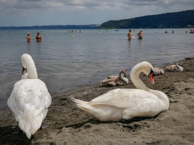 Bracciano, İtalya - 08 Ağustos 2021, Beyaz kuğular ve yavruları İtalya 'daki Bracciano Gölü' ndeki insanların arasında huzur içinde dinleniyorlar.