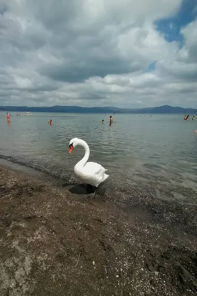 Bracciano Itália Agosto 2021 Cisne Branco Praia Entre Pessoas Lago — Fotografia de Stock
