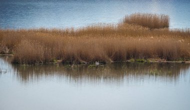 Ismarlayarak Prespa Gölü ve kuru ot, Yunanistan