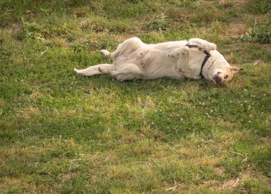 İtalya 'da bir parkta yeşil bir çayırda yatan beyaz köpek görüntüsü