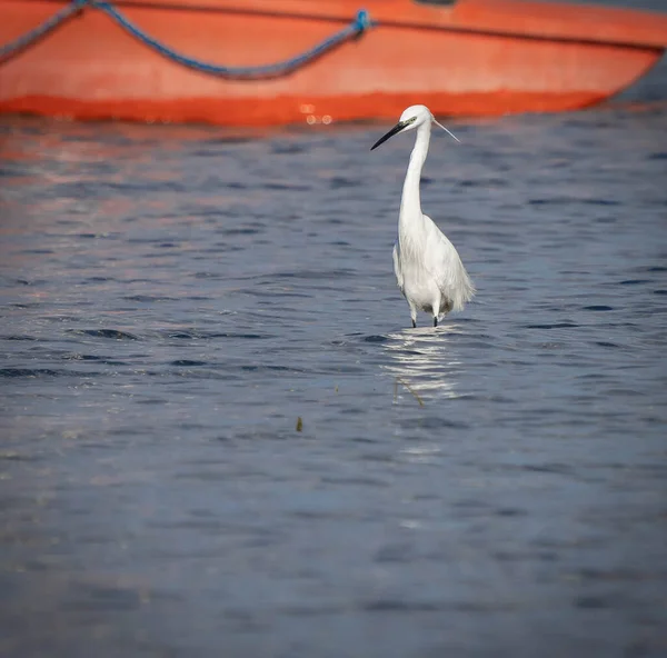 Grande Egret Com Uma Cabeça Tufada Lago Bracciano Lazio Itália — Fotografia de Stock