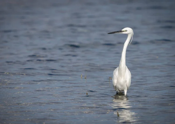 Grande Egret Com Uma Cabeça Tufada Lago Bracciano Lazio Itália — Fotografia de Stock
