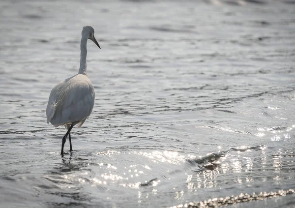 Stor Egret Med Ett Tuftat Huvud Sjön Bracciano Lazio Italien — Stockfoto