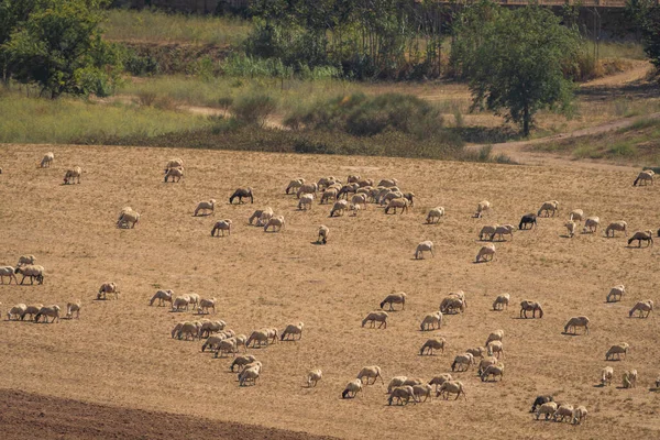 Εικόνα Από Πρόβατα Που Βόσκουν Αγρό Στα Προάστια Της Ρώμης — Φωτογραφία Αρχείου