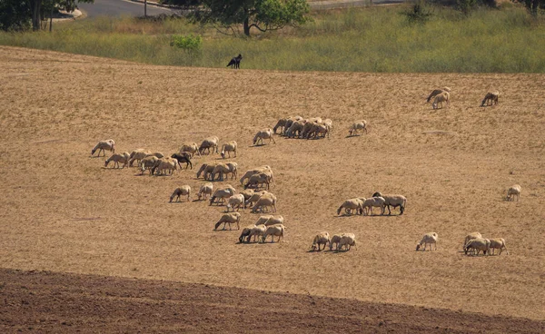 Afbeelding Van Schapen Grazen Een Veld Buitenwijken Van Rome Italië — Stockfoto