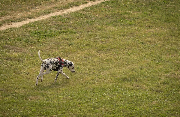 Imagen Perro Dálmata Paseando Prado Verde Parque Italia —  Fotos de Stock