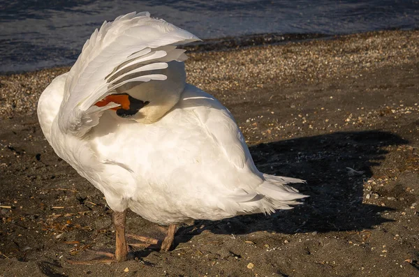 Imagem Cisne Branco Escondendo Sua Cabeça Sob Uma Asa Lago — Fotografia de Stock