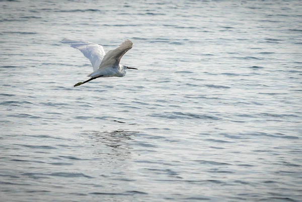 Grande Egret Com Uma Cabeça Tufada Lago Bracciano Lazio Itália — Fotografia de Stock