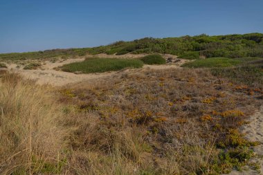 Torre Astura 'daki kum tepelerindeki sonbahar bitki örtüsü, İtalya' daki Lazio