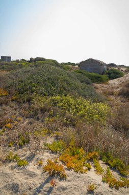 Torre Astura 'daki kum tepelerindeki sonbahar bitki örtüsü, İtalya' daki Lazio