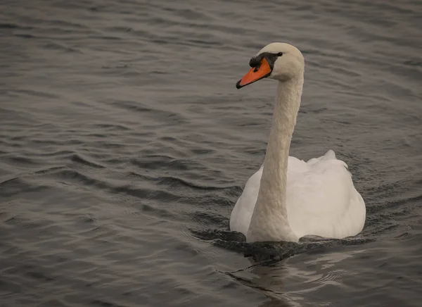 Image Cygne Blanc Sur Lac Bracciano Latium Italie — Photo