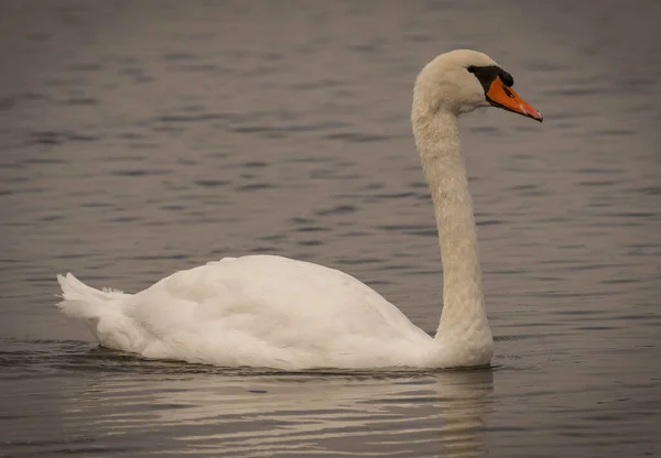 Imagem Cisne Branco Lago Bracciano Lazio Itália — Fotografia de Stock