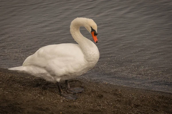 Imagem Cisne Branco Lago Bracciano Lazio Itália — Fotografia de Stock