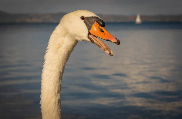 Retrato Cisne Blanco Lago Bracciano Lazio Italia — Foto de Stock