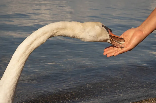 Cygne Blanc Prenant Nourriture Une Main Humaine Sur Lac Bracciano — Photo