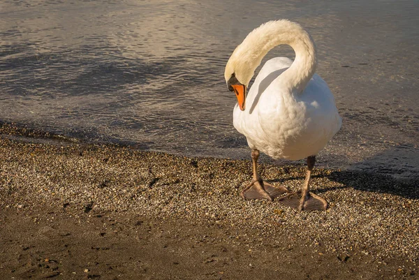 Image Cygne Blanc Sur Lac Bracciano Dans Latium Italie — Photo