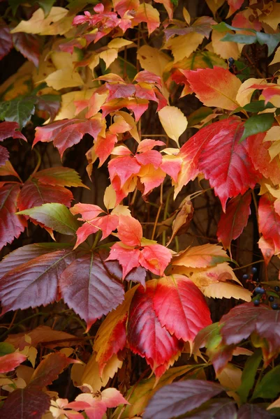 Őszi levelek, kislányos szőlő — Stock Fotó