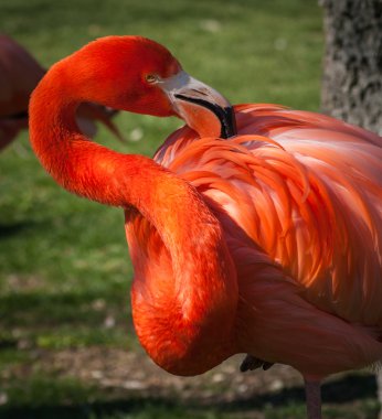 Yeşil zemin üzerine parlak pembe flamingo