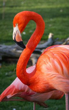 Yeşil zemin üzerine parlak pembe flamingo