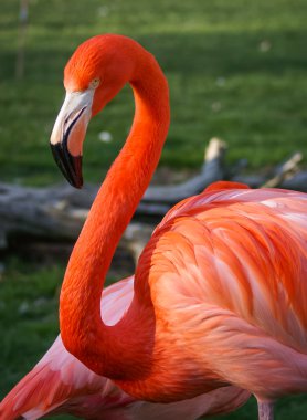 Yeşil zemin üzerine parlak pembe flamingo