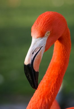 Yeşil zemin üzerine parlak pembe flamingo