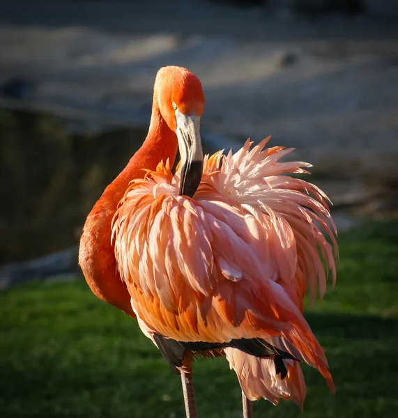 Bright pink flamingo on the green background — Stock Photo, Image