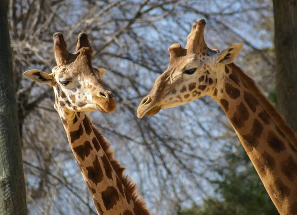 Paar van giraffen, Madrid, Spanje — Stockfoto