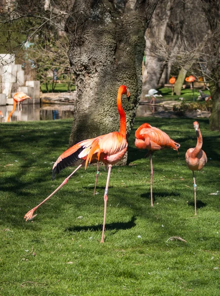 Ljust rosa flamingo på grön bakgrund — Stockfoto