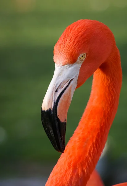 Bright pink flamingo on the green background — Stock Photo, Image