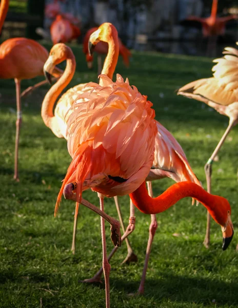 Bright pink flamingo on the green background — Stock Photo, Image