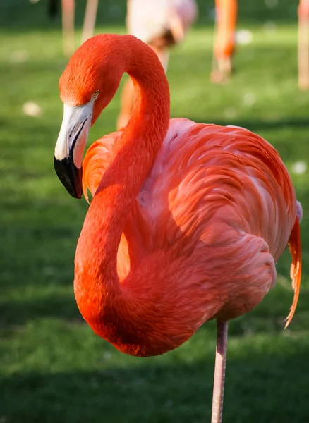 Bright pink flamingo on the green background — Stock Photo, Image