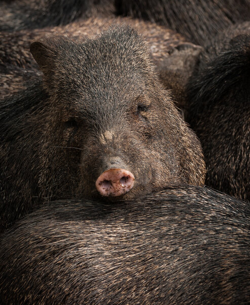 Boar