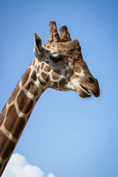 Portret van een giraffe — Stockfoto