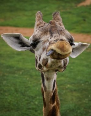 Görgü bir zürafa, Valencia, İspanya