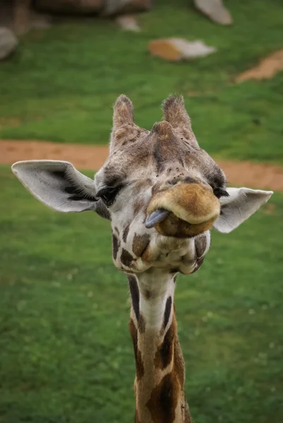 Giraffen — Stockfoto