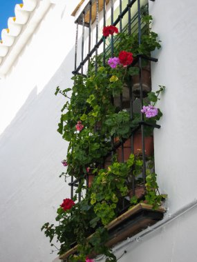 Carmona çiçeklerle dekore pencere