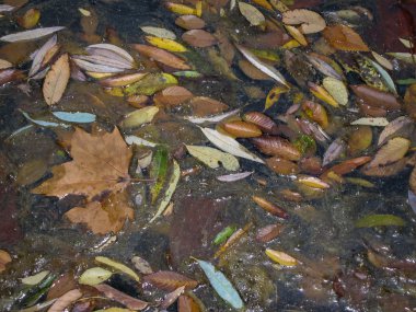 monasterio de piedra sonbahar yaprakları