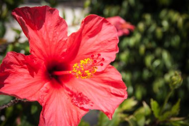 kırmızı amber çiçeği