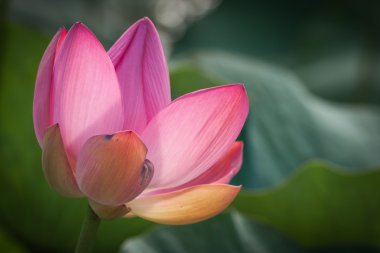 Volga Deltası'nda Lotus bloom
