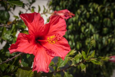 kırmızı amber çiçeği