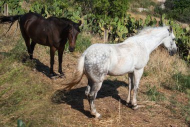 İki at Banios de Encina